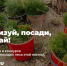 Россияне смогут получить премию за посадку леса - Новости Пушкинского района